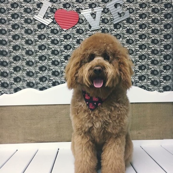 Meet your Posher, Kelli - Picture 1 of 1